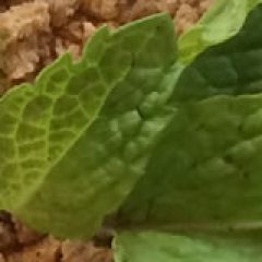 Crunchy, with a Hint of Mint